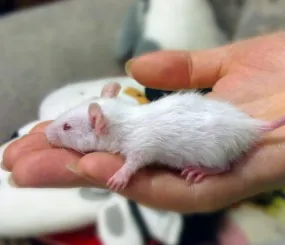 Тот самый крысёнок