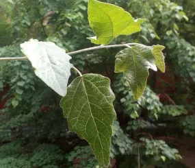 Веточка с того самого дерева. Июнь, 2018