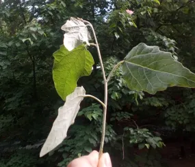 Веточка с того самого дерева. Июнь, 2018