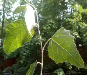 Веточка с того самого дерева. Июнь, 2018