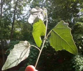 Веточка с того самого дерева. Июнь, 2018