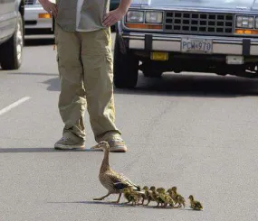 Кто на дороге главный