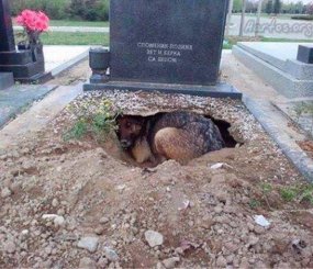 Верность до гроба. Пёс на могиле хозяина