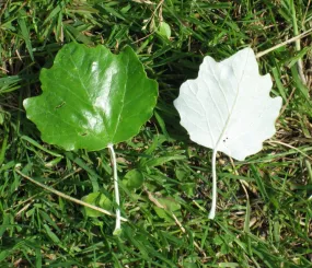 Тополь пирамидальный