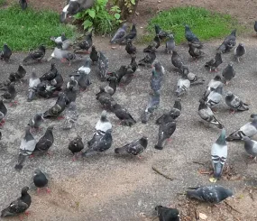 Венины «курочки»