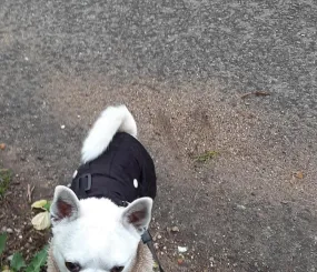 Венины «курочки»