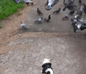 Венины «курочки»