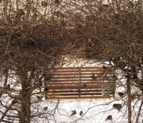 Воробьиный рай. Фото Инны Сапеги