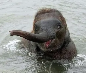 Маленький слонёнок