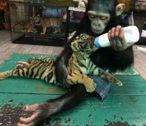 Человечность