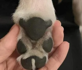 У каждой собачки под лапкой живёт медвежонок