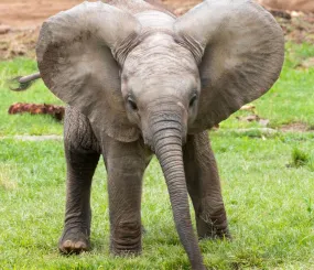 Маленький слонёнок