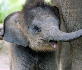 Маленький слонёнок