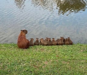 Мама-капибара пришла учить плавать своих капибарят