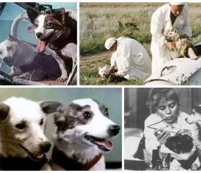 Бeлкa и Cтpeлкa 