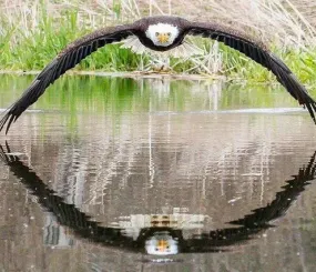 Фотограф Стив Биро