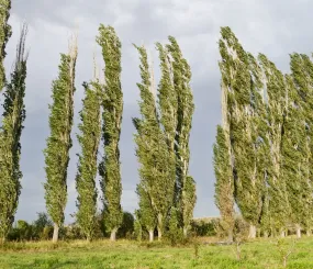 Тополь пирамидальный