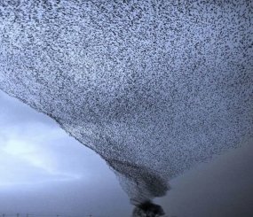 Мурмурация — явление, когда тысячи птиц сбиваются в громадные стаи