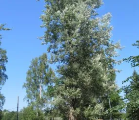 Тополь серебристый