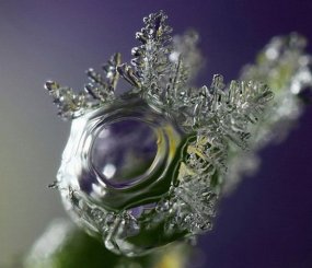 Капелька росы, обрастающая ледяными ёлочками. Фото Брайана Валентайна