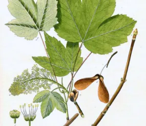 Явор (явiр). Иначе - клён белый