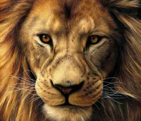 Художник Heather Rooney