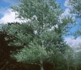 Тополь серебристый