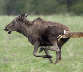 Кто кого испугался?