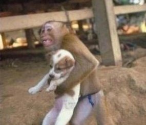 При взрыве трубопровода в Нанкине (Китай), в котором погибло 13 человек и ранено около 300, обезьяна самоотверженно вынесла щенка на руках из огня.