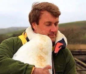 Лебедь обнимает своего спасателя