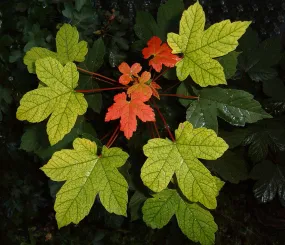 Явор (явiр). Иначе - клён белый