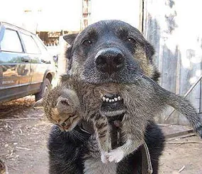 Собака забежала в горящий дом и выскочила со спасенным ею котенком.