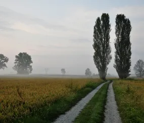 Тополь пирамидальный