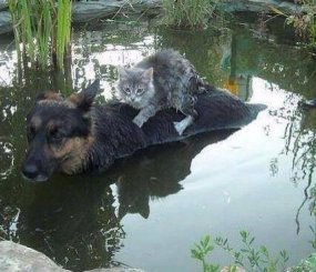Собака спасает кота во время наводнения в Боснии.