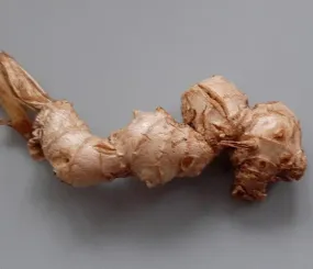 Корешок, который вырос в горшке на подоконнике