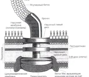 Жгутиковый двигатель