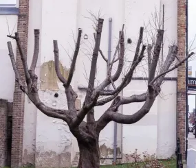 Дерево в Лондоне