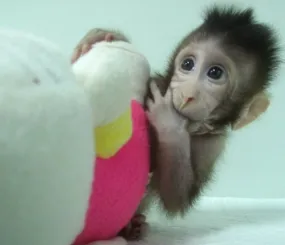 Чжун Чжун, одна из первых двух клонированных мартышек