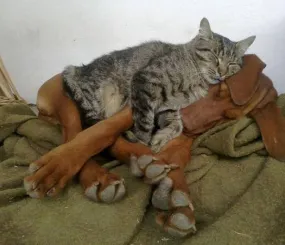 Много ли кто из нас умеет так смиряться, как этот пёс? Не раболепствовать, а именно смиряться.