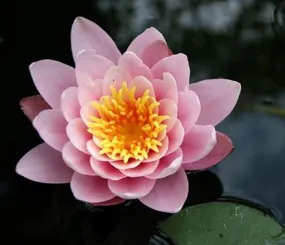 Нимфея розовая