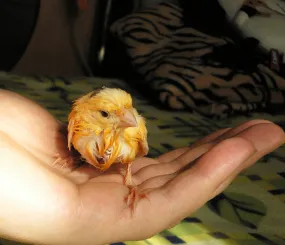 Марта сохнет после купания