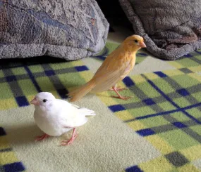 Наши птенчики