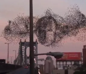 Мурмурация во Флоренции