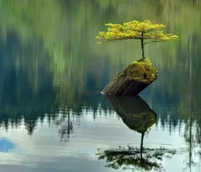 Мертвое бревно порождает живое дерево. Озеро Фейри