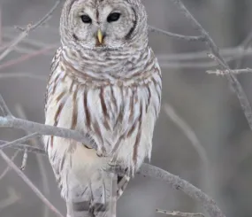 Полярная сова