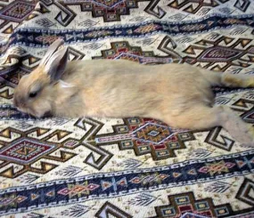 Кролик Алекс