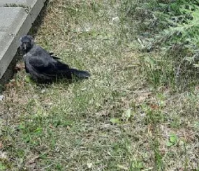 Карлуша. Подобрали со сломанным крылом 31 июля 2021