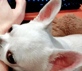 Ве скучает за мамой