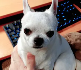 Ве скучает за мамой.  Ушки все в ожидании...