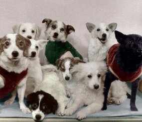 Собаки-космонавты и их потомство: Белка, Звездочка, Чернушка и Стрелка, 1961 год
